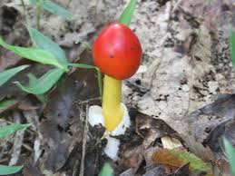 タマゴタケ (Amanita caesareoides)
