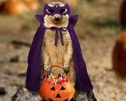 Image result for quirky halloween