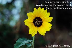 Haiku poems about flowers 5 7 5. Sunflower Haiku Poetry Poems For Warriors