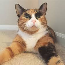 My Crazy Eyebrow Cat Is Always Judging Me And I Don T Know Why Gorgeous Cats Cute Cats Cats