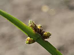 Image result for Schoenoplectiella mucronata