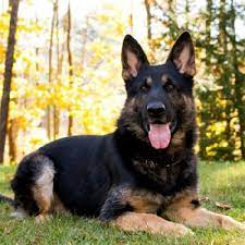 We did not find results for: Black And Yellow German Shepherd
