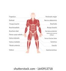 Human muscle system, the muscles of the human body that work the skeletal system, that are under voluntary control, and that are concerned with movement, posture, and balance. Human Body Has 639 Muscles 570 Stock Illustration 1643913718