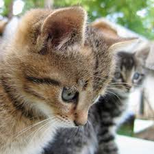 My questions recieved many infomercal type answers of regurgitated answers that can be heard from any vet.also many answers were opionated and insulting.i will never ask another question on this worthless site. Birth Control In The Queen
