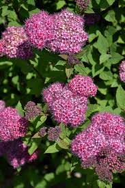 Double play® artisan® spiraea japonica 'galen' pp21,712 common name: Double Play Artisan Spirea Spiraea Japonica Galen In Inver Grove Heights Minnesota Mn At Gertens