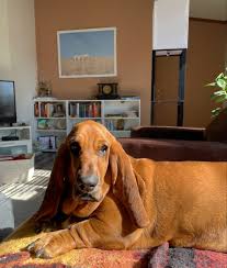dog and living room in 2021 basset hound basset hound dog basset