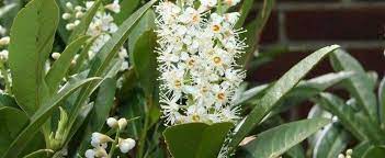 Maybe you would like to learn more about one of these? Carolina Cherry Laurel Prunus Caroliniana