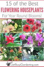 Grow Beautiful Blooming Houseplants In Planters Or Hanging Baskets All Year Long With Th Easy Care Indoor Plants Indoor Flowering Plants Flowering House Plants