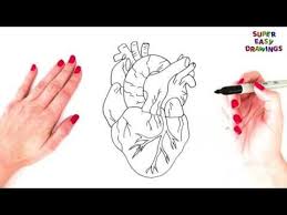 Check spelling or type a new query. How To Draw A Human Heart Step By Step Human Heart Drawing Easy Heart Drawing Human Heart Drawing Human Heart