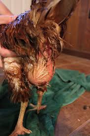 Any hint of disease often first shows up as diarrhea. Severe Bulge Under Chicken S Vent Pictures Please Help Backyard Chickens Learn How To Raise Chickens