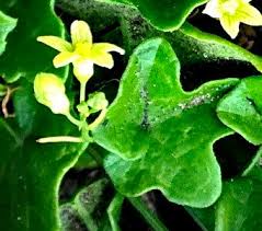 Image result for Sicyos