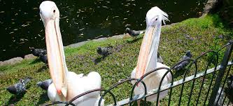 Snap away at blooms in richmond park's isabella plantation: How The St James S Park Pelicans Sparked A Cold War Stand Off Between Russia And The Usa Country Life