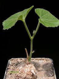 Image result for Coccinia mildbraedii