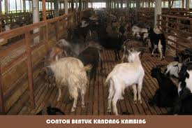 Kandang kambing yang baik adalah kandang kambing yang mengutamakan unsur kesehatan 1. Cara Ternak Kambing Etawa Dan Jenis Lainnya Secara Modern Ilmu Bisnis