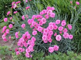 Image result for Dianthus micropetalus