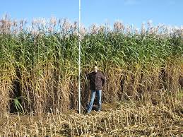 Image result for Miscanthus junceus