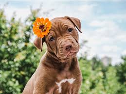 How to remove dog urine. Homemade Dog Urine Repellent The Complete Guide