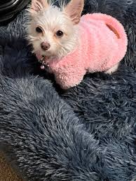 REWARD ‼️‼️ for the safe return of Rosie. Please report any sightings and  if she is seen and it's possible, please calmly approach her. She is  partially deaf and partially blind so