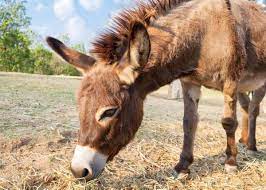 One of our sweet donkeys, chiquita juanita, has gone to live at. 27 Cute Miniature Donkey Facts Photos History Size Cost Pets Storyteller Travel