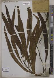 Image result for Lepisorus excavatus