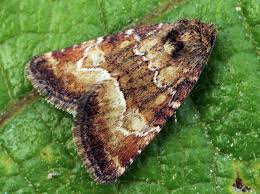 Image result for Photedes morrisii