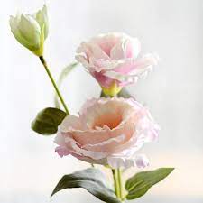 Eustoma Grandiflorum Flower Head Best Flower Wallpaper