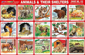 lets learn more about animals all animals need houses