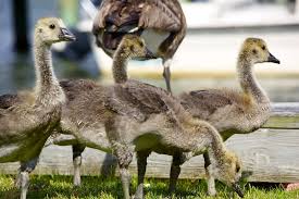 Mr kapoor also patrols on top of a camel at the border. Adolescent Canada Geese Branta Canadensis Canadensis Canada Goose Canadian Goose