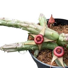 Image result for Huernia procumbens