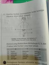 3.bagaimana cara kerja sistem endokrin? Gambar Berikut Menunjukkan Letak Kelenjar Endokrin Alam Tubuh Manusia Brainly Co Id