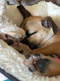 My Puppy S Paw Has One Pink Toe R Mildlyinteresting