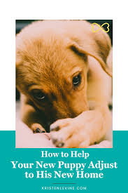 How To Help Your New Puppy Adjust To His New Home New Puppy Puppies Puppy Care