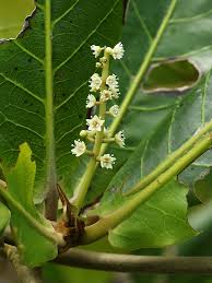 Image result for Combretum psidioides