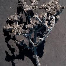 Image result for Geigeria schinzii