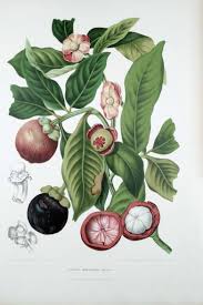 It is available in a variety of bloom colors including purple. Mangosteen Wikipedia