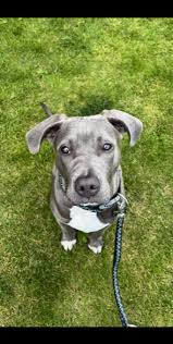 Hälsningar från Blake