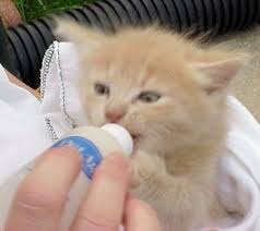 Watch my youtube video on how to bottle feed a kitten for tips on proper preparation and feeding posture. Learn How To Bottle Feed A Newborn Kitten Properly Newborn Kittens Feeding Kittens Kitten Care