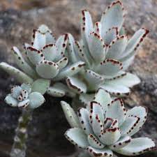 Pin On Succulents