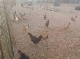 دجاج للبيع نجران