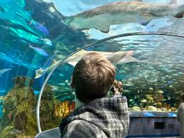 Ripley'S Aquarium Of Canada: Stingray Experience 2024 - Toronto