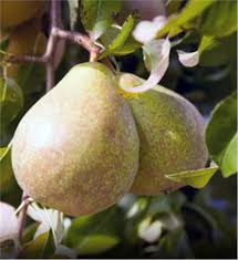 kieffer pear tree on the tree guide at arborday org