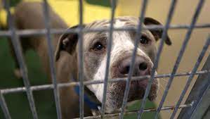 New 2u rescue is proud to partner with the henrietta ashley homestore for their june outreach charity event! Dogs Crowd Verona St Animal Shelter
