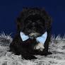 Lhasapoo for sale from www.ridgewoodpuppies.com