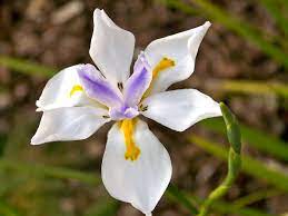 Wild Irises Dietes Grandiflora Mygarden Org