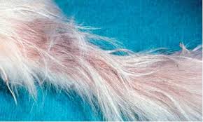 Наслідки жирного хвоста у котів