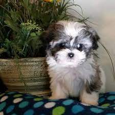 When enrolling in a puppy class, be sure that the training methods used in the class are based on positive reinforcement. Best Maltese And Shih Tzu Pups For Sale In Bad Axe Michigan For 2021