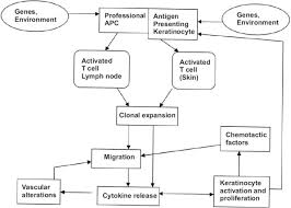 Schematic Diagram Of The Pathophysiology Of Psoriasis