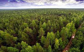 Bioma hutan tropis merupakan bioma yang memiliki keanekaragaman jenis tumbuhan dan hewan yang paling tinggi. Pengertian Hutan Taiga Ciri Ciri Fungsi Hutan Taiga Di Indonesia Jenis Flora Dan Fauna Di Hutan Taiga Ilmuips My Id Materi Belajar Gratis