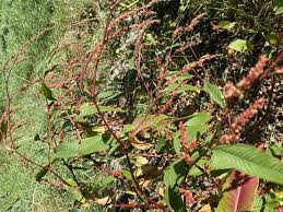 Image result for Persicaria hystricula