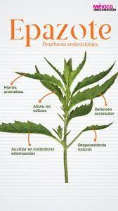 En caso de haber antecedentes diabéticos en su familia, es recomendable adoptar un tipo de vida sana, en lo que hace a su actividad física o dietética. 210 Ideas De Plantas Que Curan Plantas Curar Plantas Medicinales